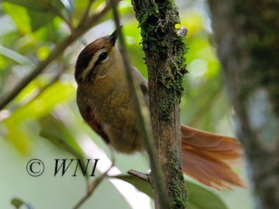 Pallid Spinetail (Cranioleuca pallida)